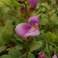 Canavalia rosea (Sw.) DC.